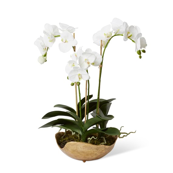 LUXE PHALAENOPSIS Pot Arrangement