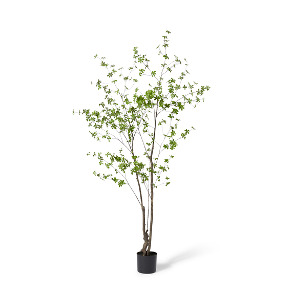 PIERIS Tree Garden Pot