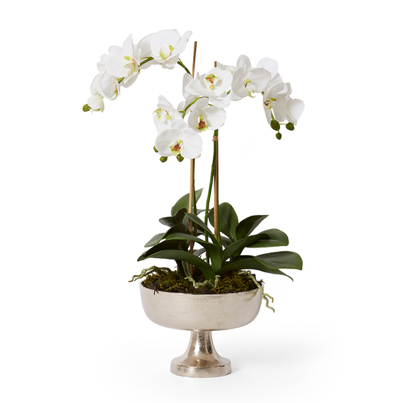 PHALAENOPSIS DINANT Pot Arrangement