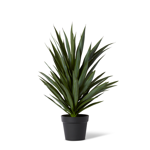 YUCCA PLANT Garden Pot