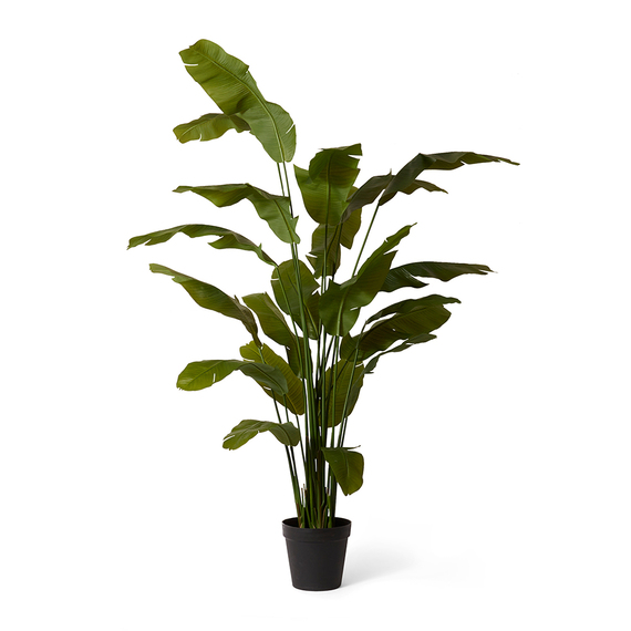 BANANA PALM I Tree Garden Pot