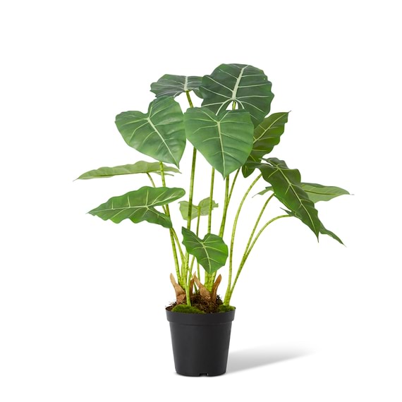 ALOCASIA FRYDEK Plant Garden Pot