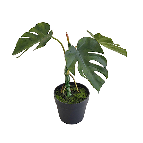 MONSTERA PLANT VI Garden Pot