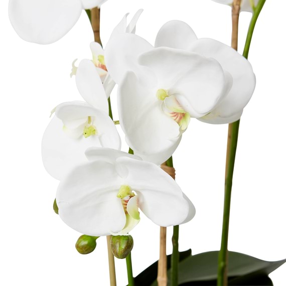 LUXE PHALAENOPSIS Pot Arrangement