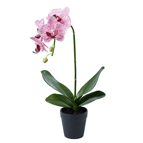 PHALAENOPSIS PLANT Garden Pot Arrangement