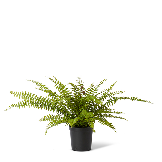 BOSTON FERN PLANT Garden Pot