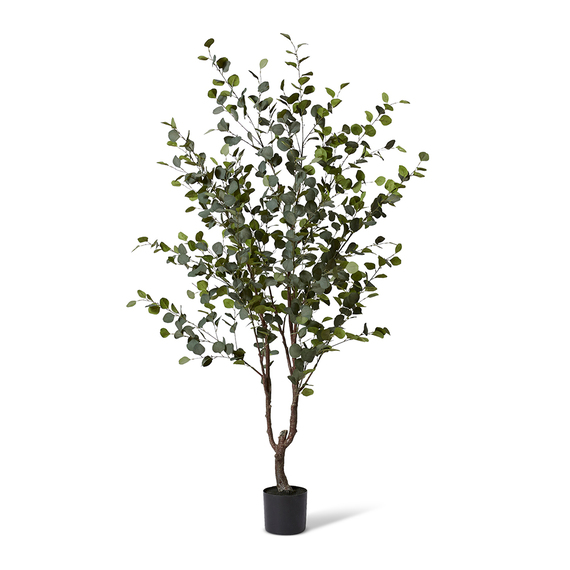 EUCALYPTUS TREE Garden Pot