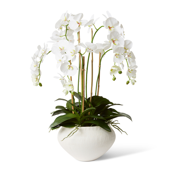 PHALAENOPSIS DELUXE DELMAS Pot Arrangement