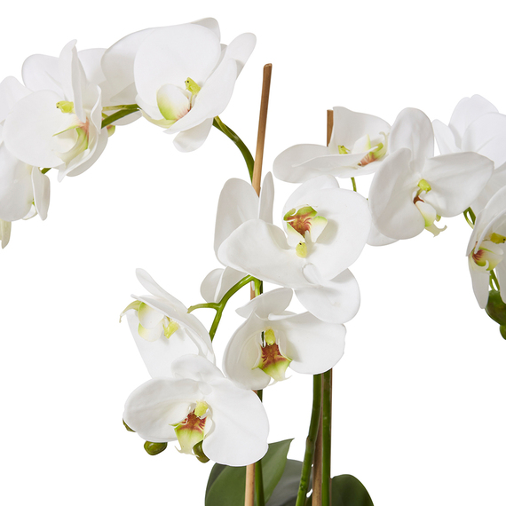 PHALAENOPSIS DINANT Pot Arrangement