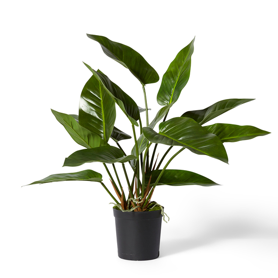 ANTHURIUM PLANT Garden Pot