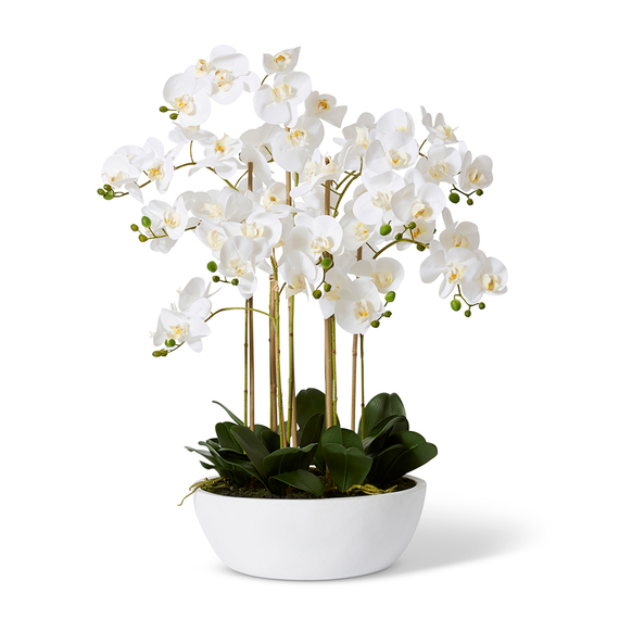 PHALAENOPSIS CURVED Pot Arrangement