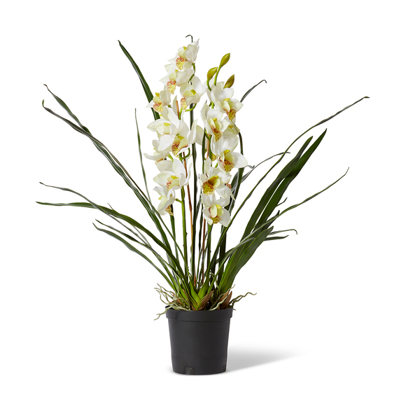 CYMBIDIUM I Plant Garden Pot