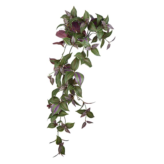 WANDERING JEW Hanging Bush Plant