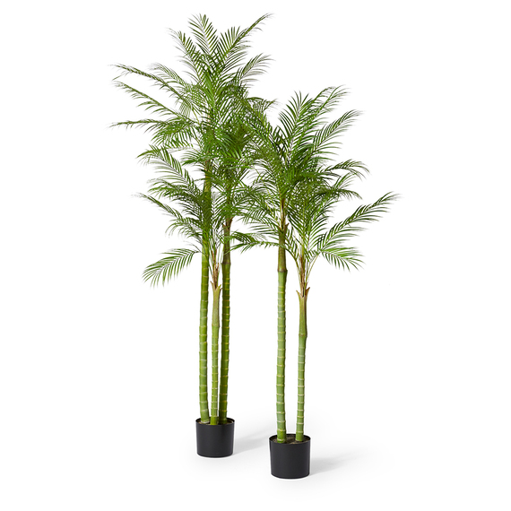 CABADA PALM Tree Garden Pot