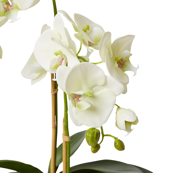 PHALAENOPSIS LUSH Glass Vase Arrangement