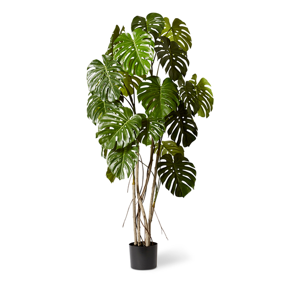 MONSTERA VINE Plant Garden Pot