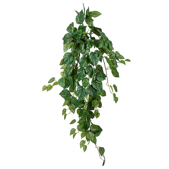 POTHOS Hanging Bush Plant