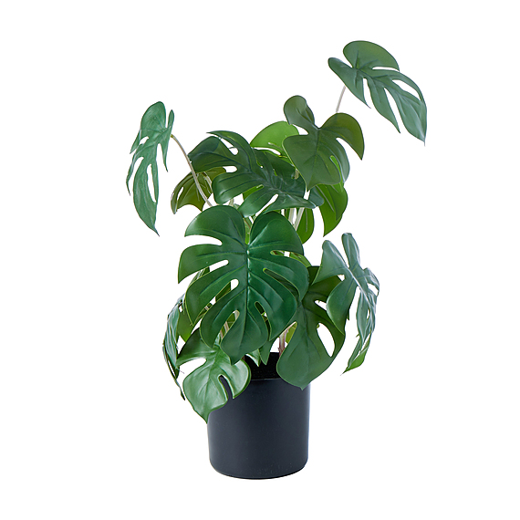 MINI MONSTERA Plant Garden Pot