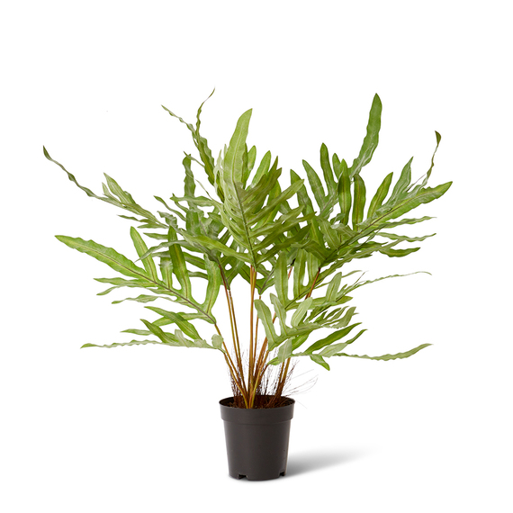 RABBIT FOOT FERN Plant Garden Pot