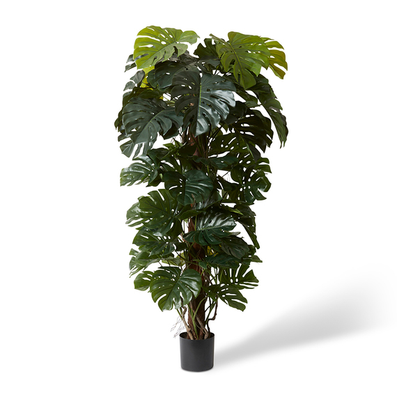 MONSTERA TOTEM PLANT Garden Pot