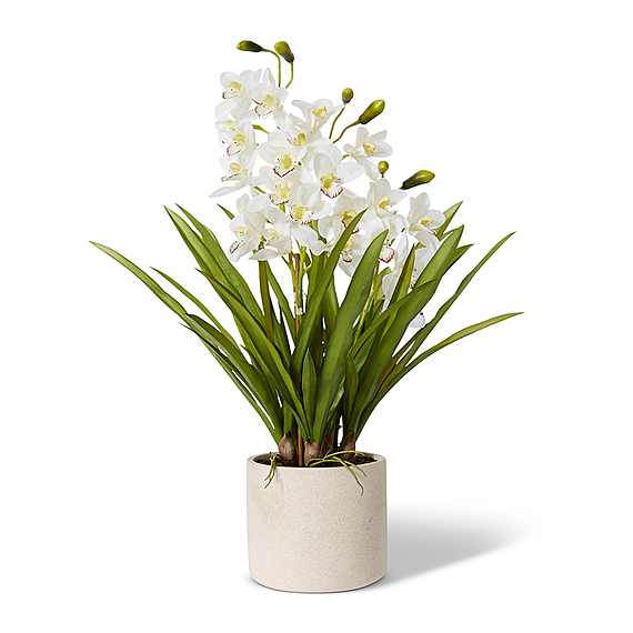 CYMBIDIUM I Pot Arrangement