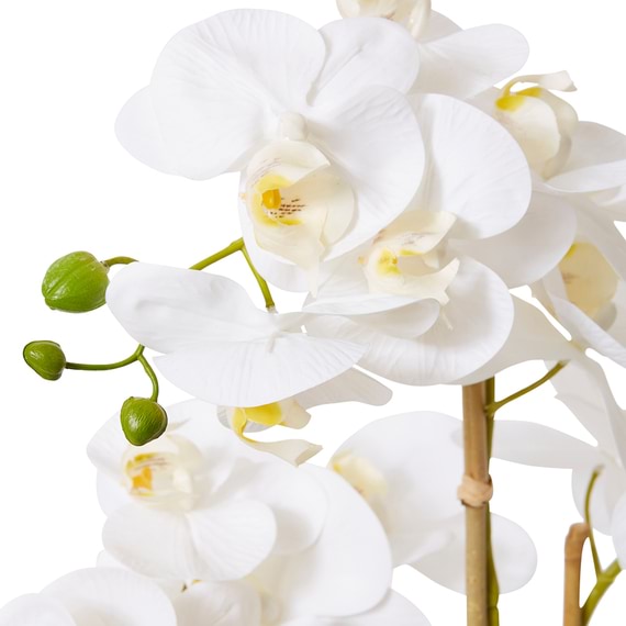 PHALAENOPSIS ABIKO Pot Arrangement