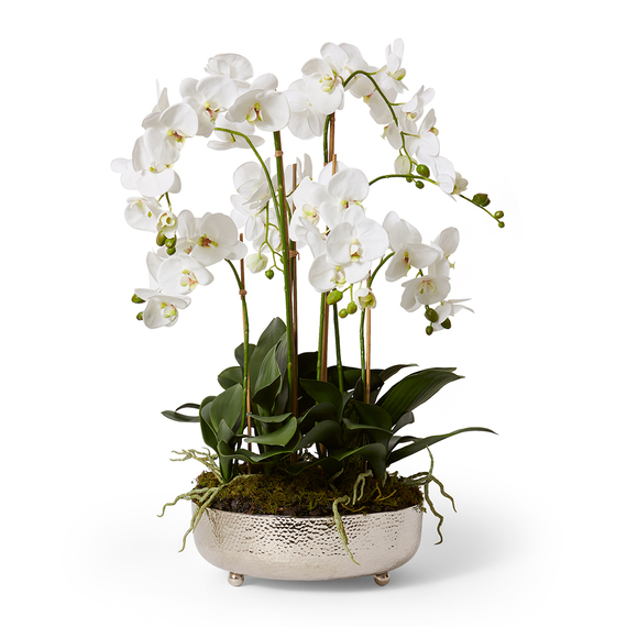 PHALAENOPSIS WHITE AKITA Pot Arrangement