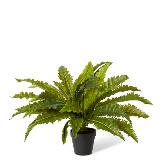 ASPLENIUM FERN Plant Garden Pot