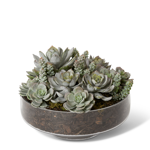 ECHEVERIA Glass Vase Arrangement