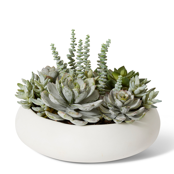 SEDUM NEVIL SUCCULENT Ceramic Vase Arrangement