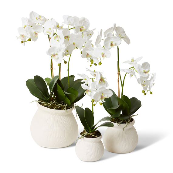 PHALAENOPSIS GRAND GOSIER Pot Arrangement