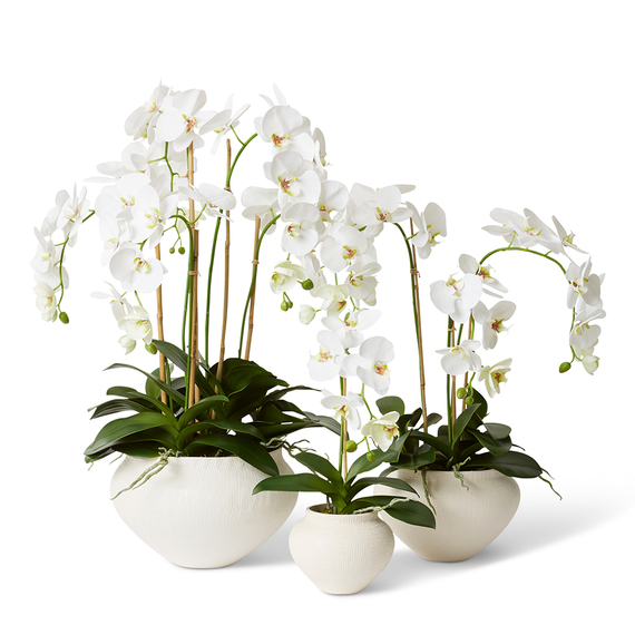 PHALAENOPSIS DELUXE DELMAS Pot Arrangement