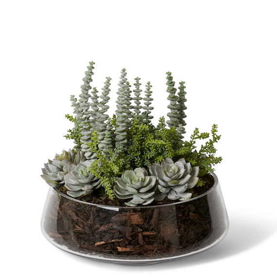 SENICO SUCCULENT Glass Vase Arrangement