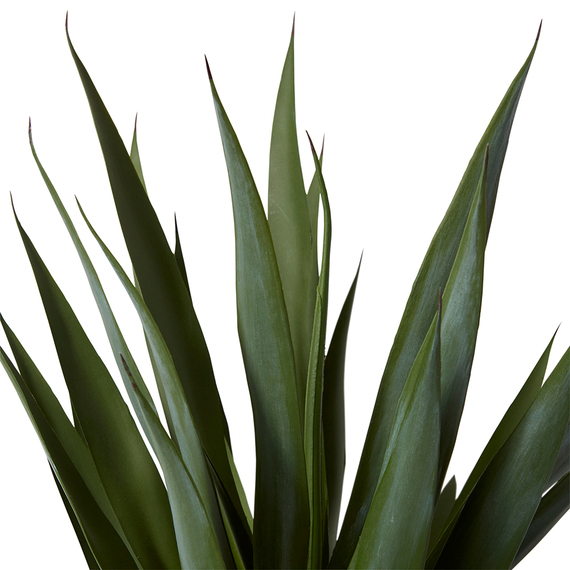 YUCCA PLANT Garden Pot