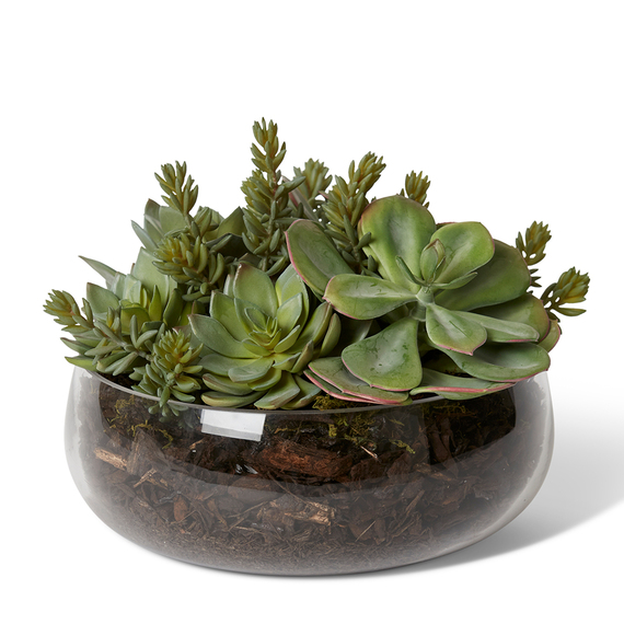 SEDUM STEM SUCCULENT Glass Vase Arrangement