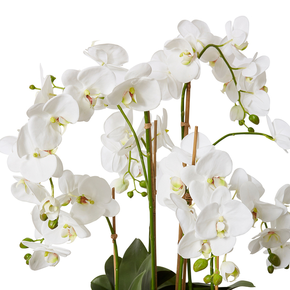 PHALAENOPSIS WHITE AKITA Pot Arrangement