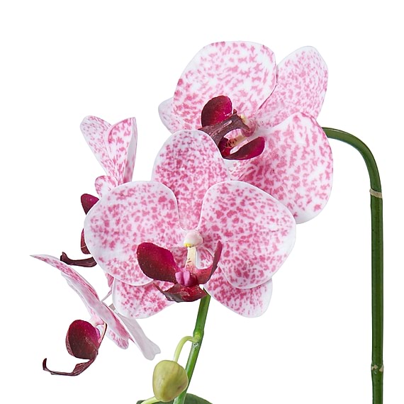 PHALAENOPSIS PLANT Garden Pot Arrangement