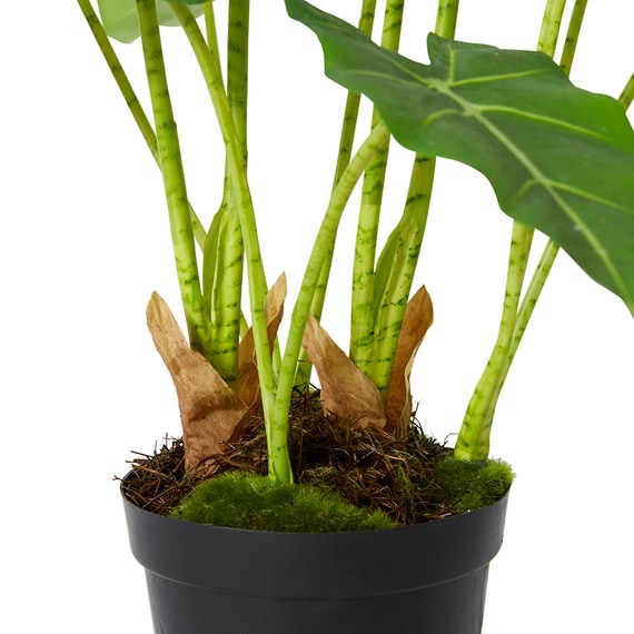 ALOCASIA FRYDEK Plant Garden Pot