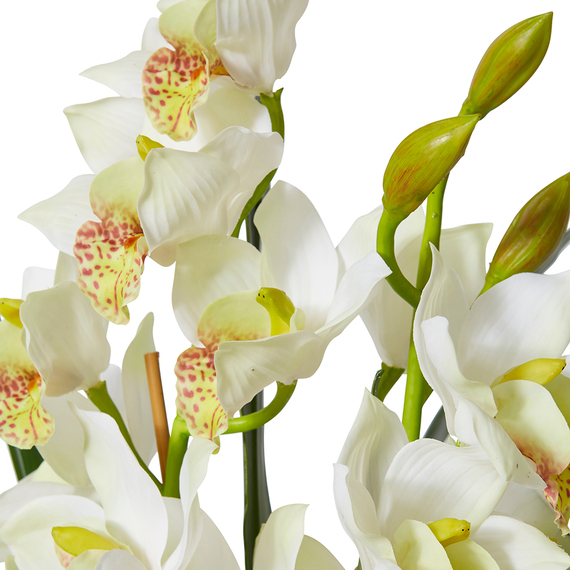 CYMBIDIUM I Plant Garden Pot