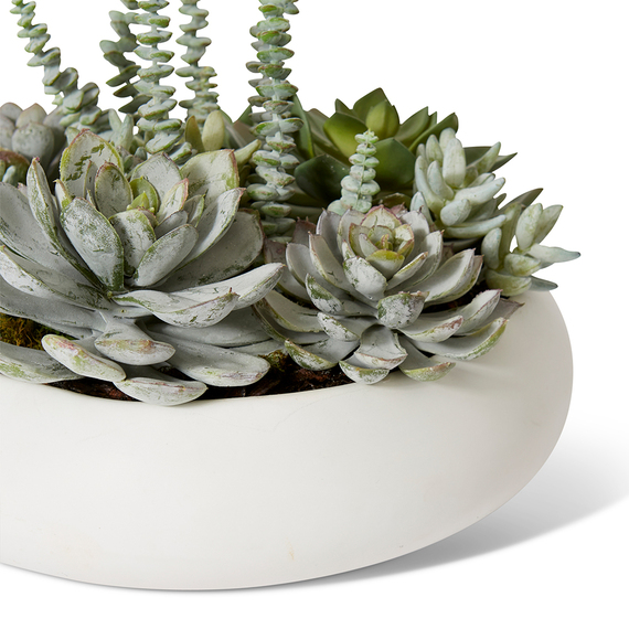 SEDUM NEVIL SUCCULENT Ceramic Vase Arrangement