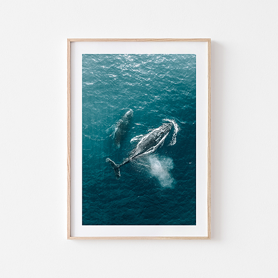 WHALES ABOUT Framed Print