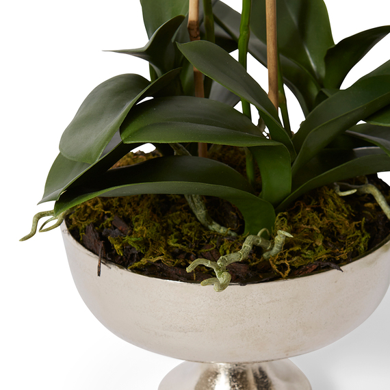 PHALAENOPSIS DINANT Pot Arrangement