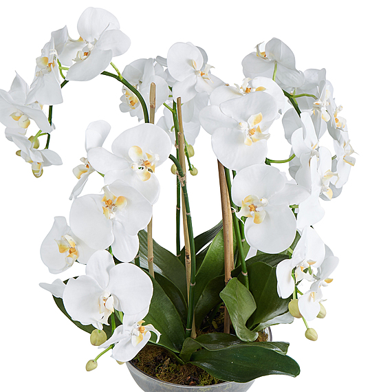 PHALAENOPSIS CAMERI Glass Vase Arrangement