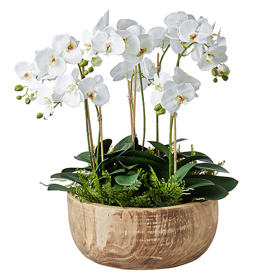 PHALAENOPSIS DAHANA Bowl Arrangement