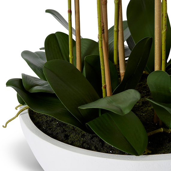 PHALAENOPSIS CURVED Pot Arrangement