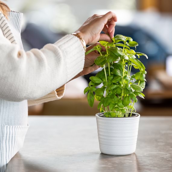 ECOLOGY OTTAWA Herb Planter