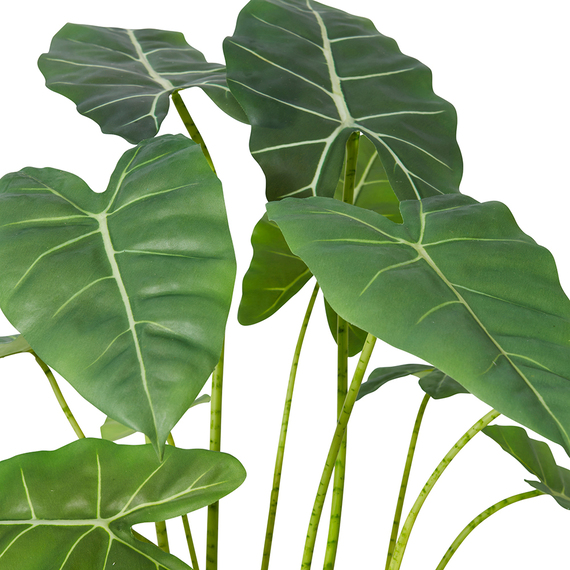 ALOCASIA FRYDEK Plant Garden Pot