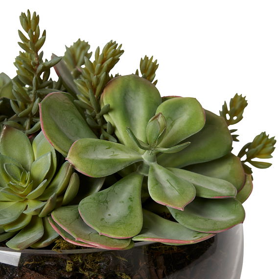 SEDUM STEM SUCCULENT Glass Vase Arrangement