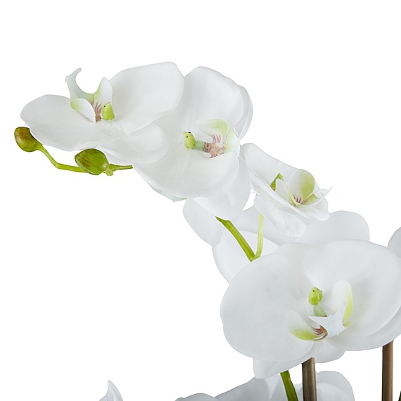 PHALAENOPSIS CLASSIC Glass Vase Arrangement