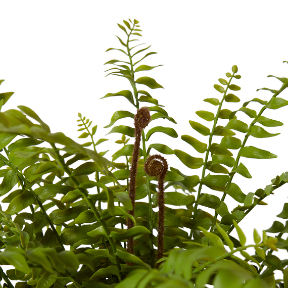 BOSTON FERN PLANT Garden Pot